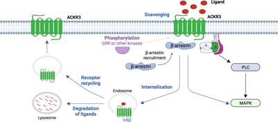 Emerging Roles of the Atypical Chemokine Receptor 3 (ACKR3) in Cardiovascular Diseases